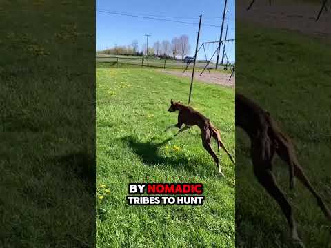 Azawakh: The Mysterious African Breed That Outspeeds Greyhounds! #dogshorts #raredogbreeds