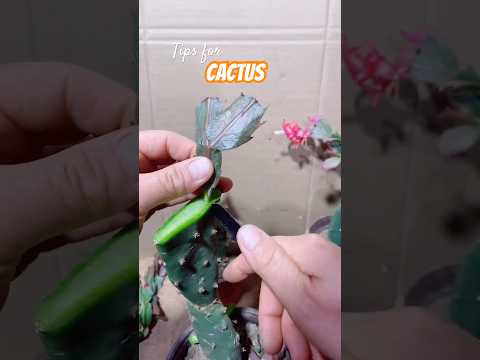 Expert Cactus Growers Reveal 3 Grafting Secrets
