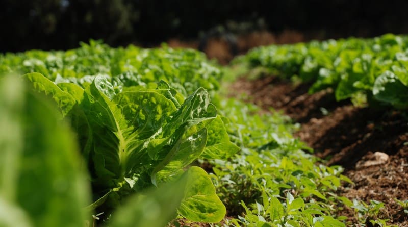 Soberanía Alimentaria y agroecología, las claves para una alimentación sana(1)