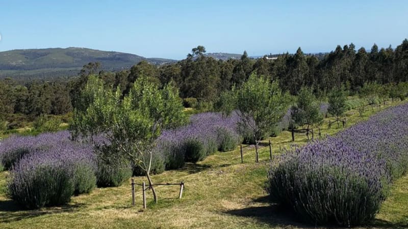 Fomentan la producción de hierbas aromáticas en la Patagonia(1)